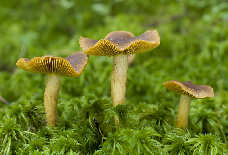 Cortinarius croceus